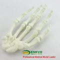 TF13 (12324) Solid Foam Normal Anatomy Large Right Hand Bones Orthopaedic Model